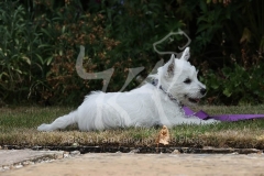 Terrier - West Highland White