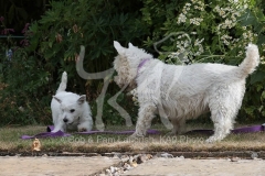 Terrier - West Highland White