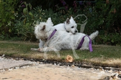 Terrier - West Highland White