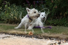 Terrier - West Highland White
