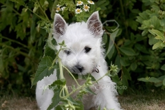 Terrier - West Highland White