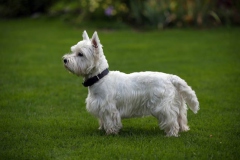 Terrier - West Highland White