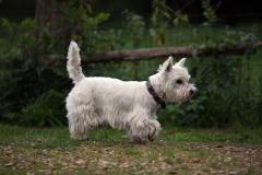 Terrier - West Highland White