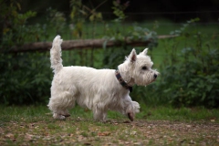 Terrier - West Highland White