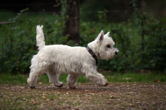 Terrier - West Highland White