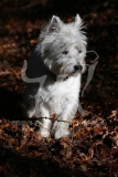 Terrier - West Highland White