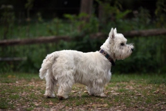 Terrier - West Highland White
