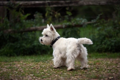 Terrier - West Highland White