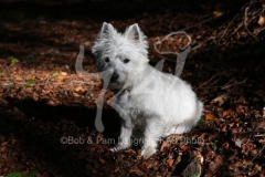 Terrier - West Highland White