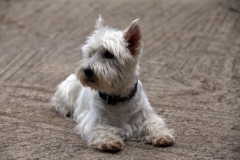 Terrier - West Highland White