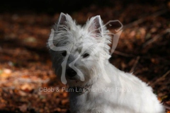 Terrier - West Highland White