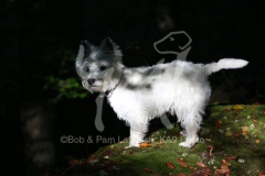 Terrier - West Highland White
