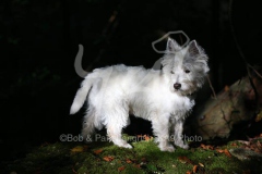 Terrier - West Highland White