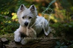 Terrier - West Highland White