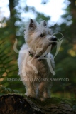 Terrier - West Highland White