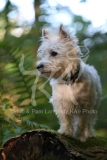 Terrier - West Highland White