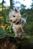 Terrier - West Highland White