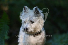 Terrier - West Highland White