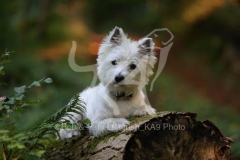 Terrier - West Highland White
