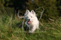 Terrier - West Highland White