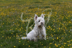 Terrier - West Highland White
