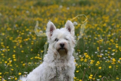 Terrier - West Highland White