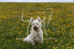 Terrier - West Highland White