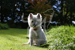 Terrier - West Highland White