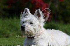 Terrier - West Highland White