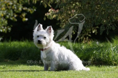 Terrier - West Highland White