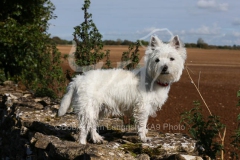 Terrier - West Highland White