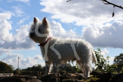 Terrier - West Highland White