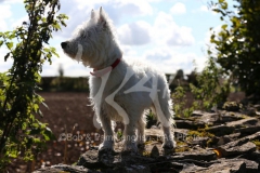 Terrier - West Highland White