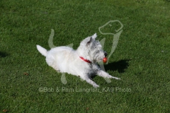 Terrier - West Highland White