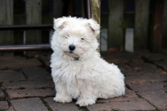 Terrier - West Highland White