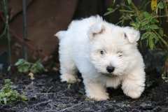 Terrier - West Highland White