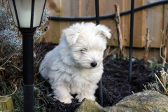 Terrier - West Highland White
