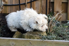 Terrier - West Highland White