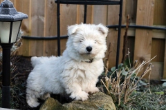 Terrier - West Highland White