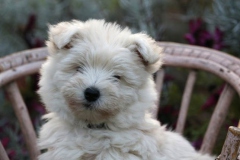 Terrier - West Highland White