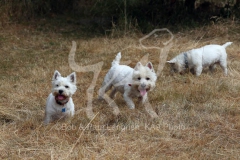 Terrier - West Highland White