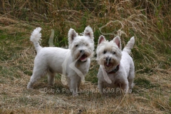 Terrier - West Highland White