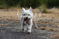 Terrier - West Highland White