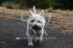 Terrier - West Highland White