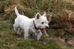 Terrier - West Highland White