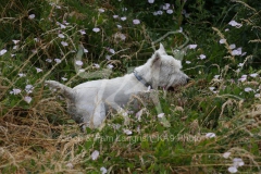 Terrier - West Highland White