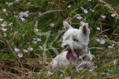 Terrier - West Highland White