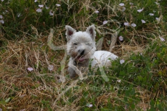 Terrier - West Highland White