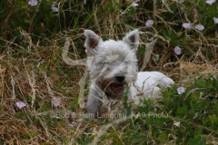 Terrier - West Highland White