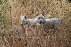 Terrier - West Highland White